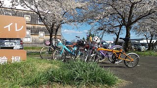 【日本桜紀行】2021福島県喜多方市🌸日中線しだれ桜🌸