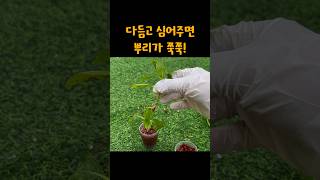 수국 삽목 완전 성공했어요!!!! 삽목 뿌리 쭉쭉 나오는 법🌱 #수국 #삽목 #수국번식