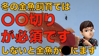 冬の金魚飼育では餌切りが必須！その理由と注意点を解説