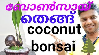 കോക്കനട്ട് ബോൺസായ് എങ്ങനേ നിർമ്മിക്കാം how to make coconut bonsai 🌲