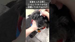 老犬が飼い主を信頼している証...!? trust【老犬と過ごす日常】#shorts