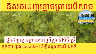 @ឱសថបុរាណខ្មែរដេញខ្មោចព្រាយបីសាច,ដើមមមាញខ្មោចនិងវិធីប្រើPlants/khmer#