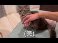 【飼い主あるある】まったり寛いでいる猫に手を出したら大変なことになりました