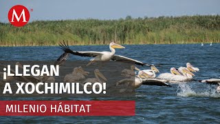 Pelícanos llegan a Xochimilco para refugiarse del frío extremo de EU y Canadá | Milenio Hábitat