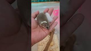 小蚂蚁养宠日记#80 睡鼠 dormouse #可爱 #cutepets #cute #cuteanimals #shortvideo #shortsvideo #shorts