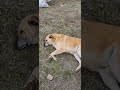 hepİmİz bİr olduk daĞlarda yaŞayan sokak kÖpeklerİnİ besledİk. yardimlariniz İÇİn mİnnettariz.