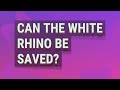 Can the white rhino be saved?