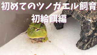 お迎えしたアマゾンツノガエルに餌をあげてみる