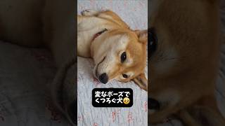 こう見えて実は… #shorts #柴犬 #dog