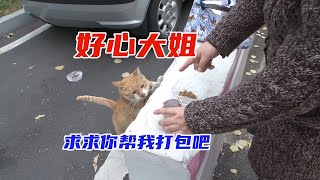 流浪猫每天在小区偷外卖，原来是为了养育孩子，太感动了。