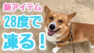 28度で凍る！？犬人兼用のクールネックSUO