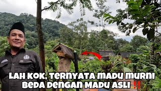 Budidaya  Lebah Madu Di Tengah Perkebunan Teh Pegunungan Sumedang