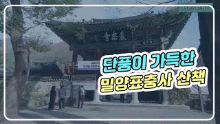 단풍이 가득한 밀양표충사 산책 #밀양표충사