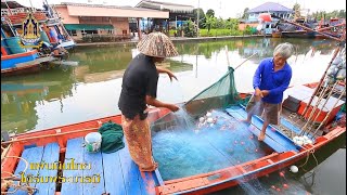 สารคดี ชุด “แผ่นดินไทย ใต้ร่มพระบารมี” ตอนที่ 6  แขกจาม ชาติพันธุ์เก่าแก่ในสังคมไทย