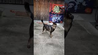 シェパード犬　【音量⚠️】気配が消えるまで#威嚇#防犯#訓練系 #germanshepherd