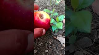 🍎 apple🌱plants .#fruit #shortvideo #shorts #shortsviral #fruit #apple #nature #garden #gardening #4k