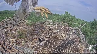 A hawk kidnaps an osprey chick~Ospreys in Kurzeme, Latvia~2021-07-09