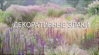 Декоративные злаки