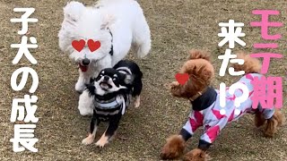 【子犬の成長記録】〇〇したらドッグランでモテ期に？！Growth Record of Chihuahua Puppy