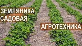 Земляника садовая. Агротехника. Клубничная ферма Лесниченко.