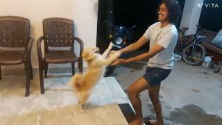 എന്റെ ലൈഫ് changing moment ഇവളായിരുന്നു 🥰❤#shorts#short#viral#funny#comedy #puppy #puppies#dogs##pet