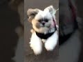 犬　シーズー　もも吉　ダッシュスロー再生