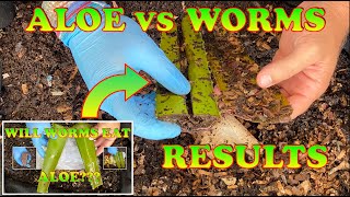 6000 Red Wigglers vs Aloe Plant Leaves After 6 Days | Vermicompost Worm Farm