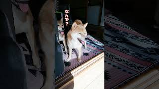 キレる、拗ねる柴犬姉妹🐶 #shibainu #shorts #多頭飼い