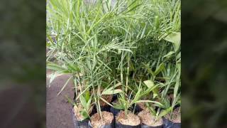 Harga Grosir Tanaman Kamidoria Palem Bambu 081335595272