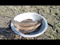 গর্ত থেকে ডিম ও লেবু দিয়ে মাছ ধরার কৌশল।। fishing technique with eggs and lemons from the hole.