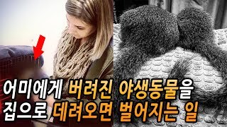 어미에게 버려진 야생동물을 집으로 데려오면 벌어지는 일