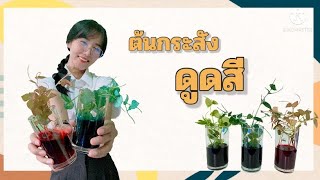 ต้นกระสังดูดสี | การทดลองวิทยาศาสตร์สำหรับคุณหนู