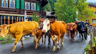 Baby cows and mama cows walking through Swiss village Wengen 🇨🇭