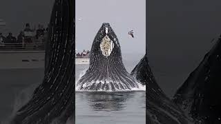 Giant whale spectacle