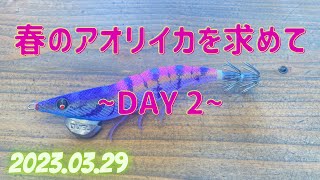 【エギング】春のアオリイカを求めて〜DAY２〜　初めて使ったエギがめっちゃ使える！！！