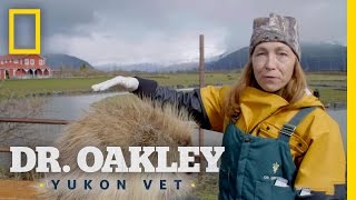 Don't Get on a Porcupine's Prickly Side | Yukon Do It