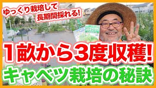 家庭菜園や農園のキャベツ栽培を切り替え！1畝から3度収穫出来る栽培テクニックやキャベツの育て方を徹底解説！！【農園ライフ】