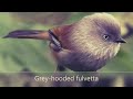 all parrotbill species fulvetta babbler beautiful birds