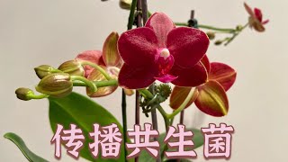 【21347】蝴蝶兰浇水后，这样做，把共生菌传播出去 // 静姐说花810