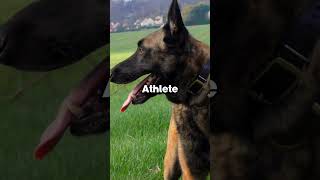 German Shepherd VS Belgian Malinois