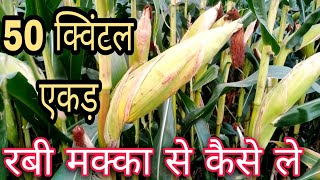 Rabi makka ki kheti | रबी मक्का की खेती में ज्यादा पैदावार कैसे ले | Rabi maize cultivation