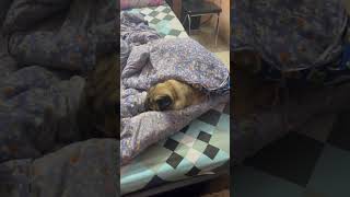 Adorable Kaju😘 #trending #subscribe #puglove #doglover #cute #youtubeshorts #viralvideo