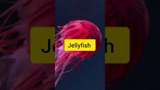 five Most beautiful sea animals #facts  #animals  #youtubeshorts  #shorts  #shortvideo