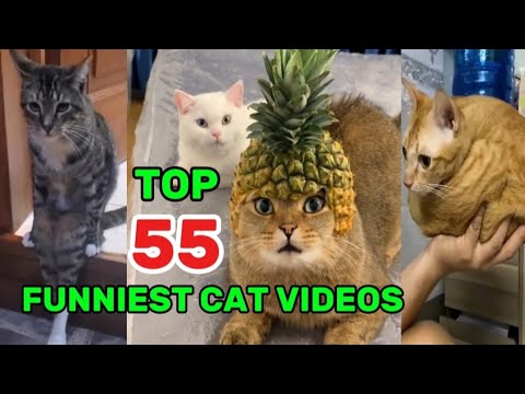 Top 55 Hilarious Cat Moments You Ll Ever Watch Under 5 Minutes Youtube