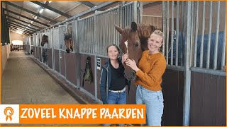 Alle paarden op stal voorstellen!! | PaardenpraatTV