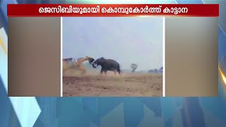 കാട്ടാനയും ജെസിബിയും നേര്‍ക്കുനേര്‍ | Wild Elephant