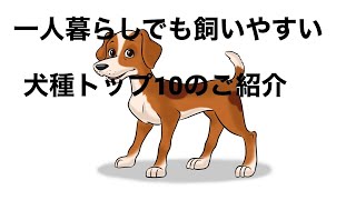 一人暮らしでも飼いやすい犬種トップ１０のご紹介！