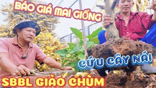 Rơi nước mắt cứu cây nái suy nặng Đủ Lực báo giá Tết mai giống SBBL quyết trổ gốc GIẢO CHÙM to khủng