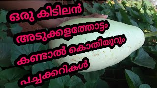 അടുക്കളത്തോട്ടം,കൃഷി ഇഷ്ടപ്പെടുന്നവർ വീട്ടിൽ ഉണ്ടാക്കാം അടിപൊളി പച്ചക്കറിത്തോട്ടം