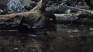 山中湖 大洞の泉のクロツグミ（雄）の水浴び　その３７（4K60P動画）